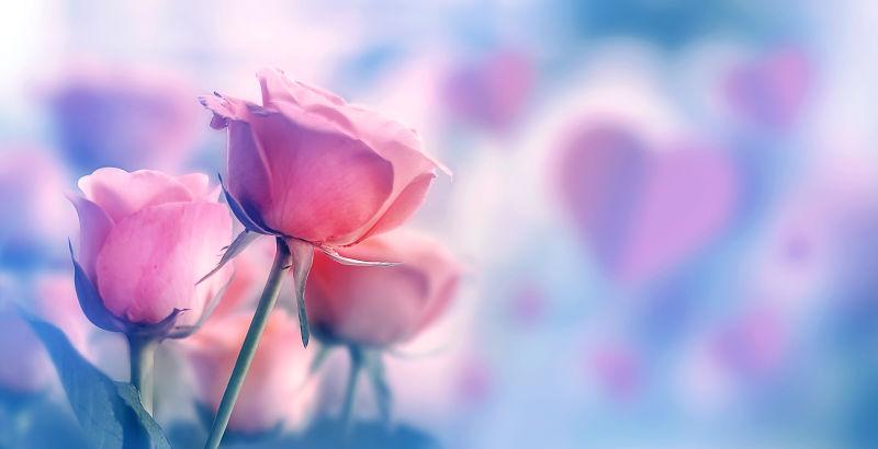 情人节柔和粉色玫瑰