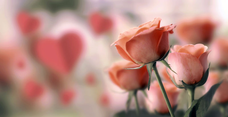 有粉色玫瑰花的情人节背景