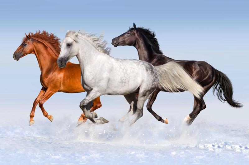 在雪地上奔驰的三匹马
