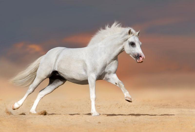 奔驰在沙漠上白色骏马