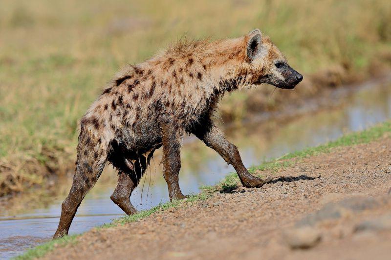 斑点鬣狗在自然栖息地
