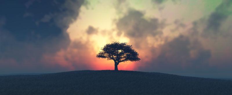 田野里的落日和树