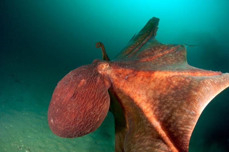 深海章鱼