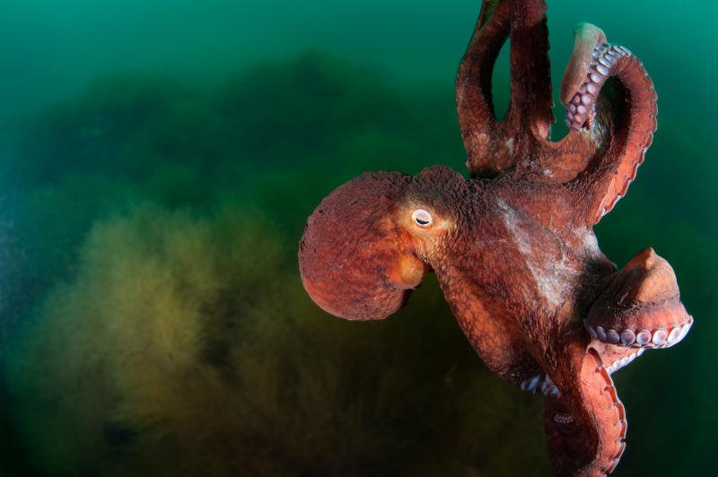 大章鱼在深海里游泳
