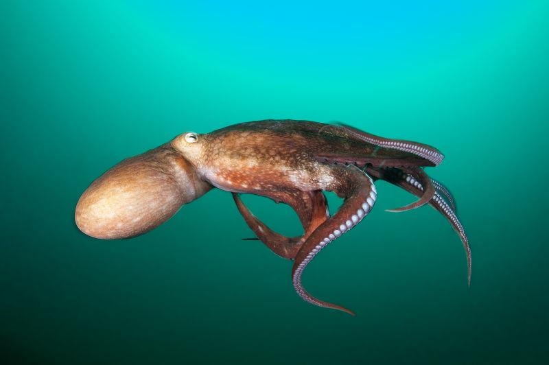 体型庞大的章鱼