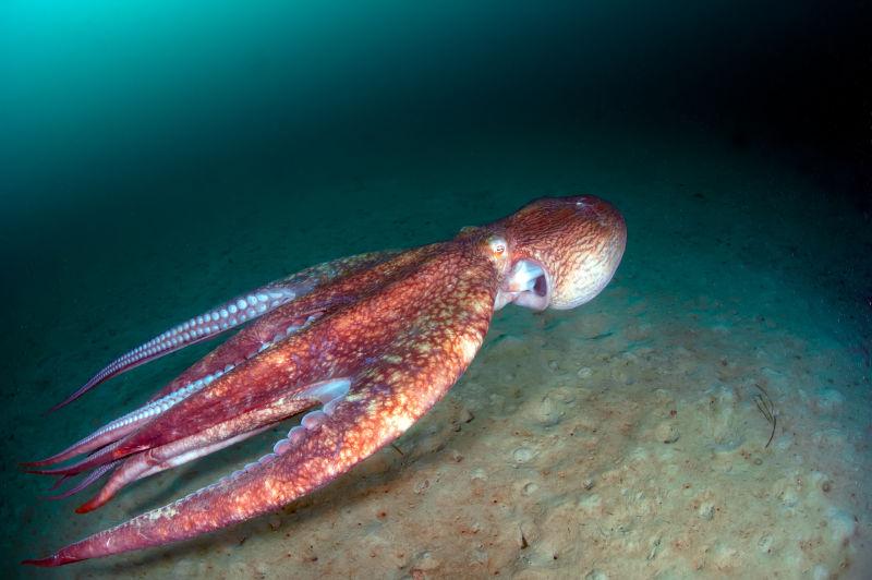 海底里穿梭的大章鱼
