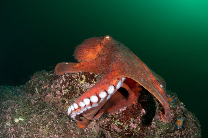 漏出牙齿的大章鱼