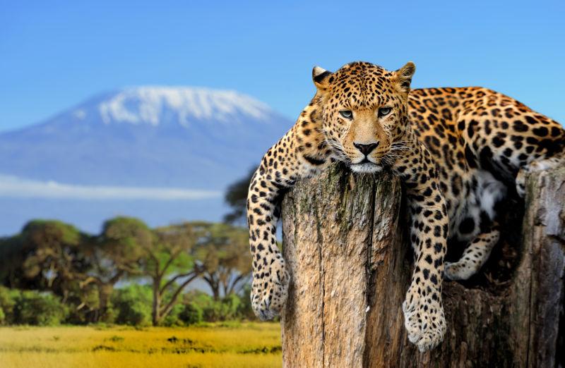 豹子趴在乞力马扎罗国家公园的一棵树上