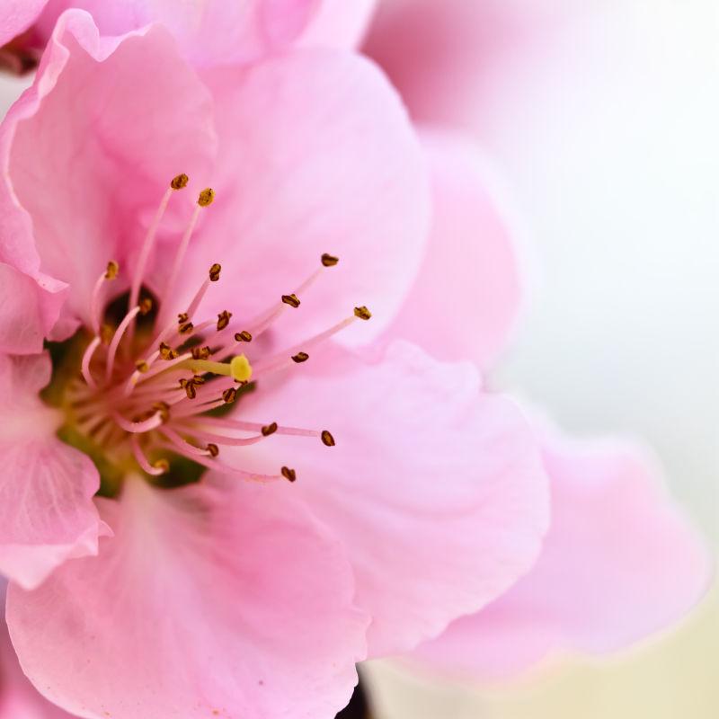 美丽的粉色花卉