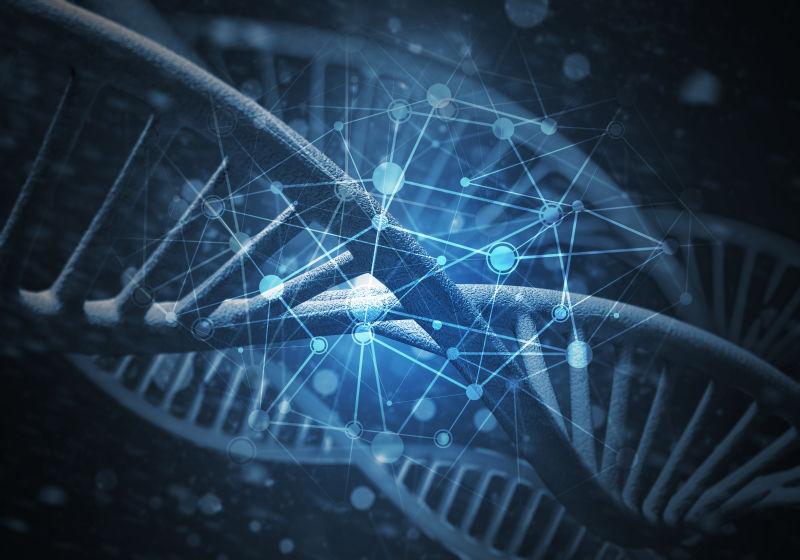 人体器官DNA的三维绘制