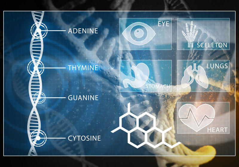 人体器官DNA的医学背景图像