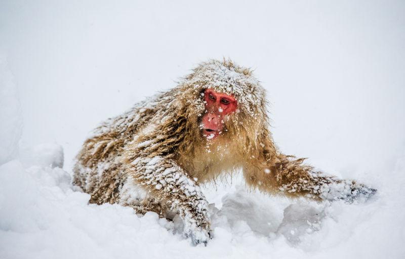 雪地里的猕猴