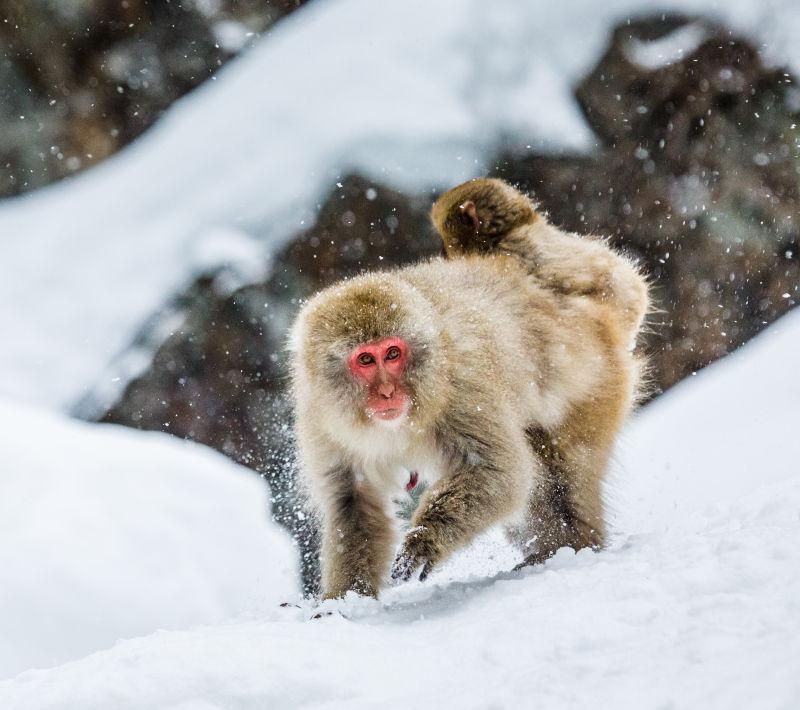 雪地里奔跑的猴子