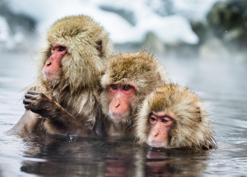 温泉池里的三只猴子