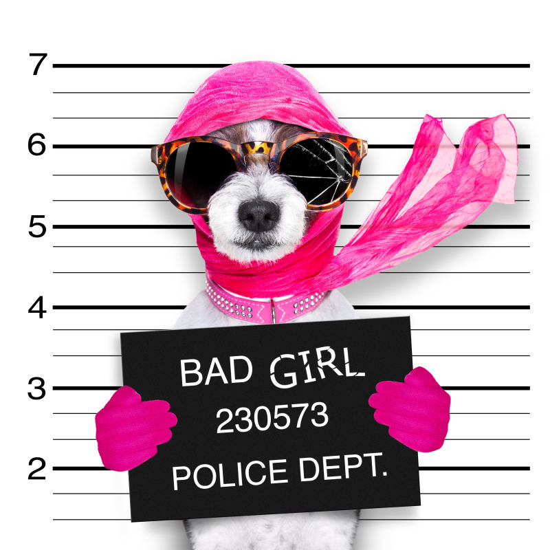 装扮粉色元素的小狗