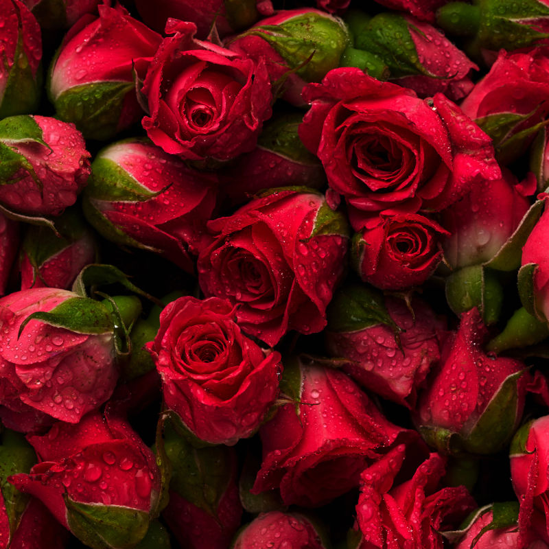 鲜艳的红色玫瑰