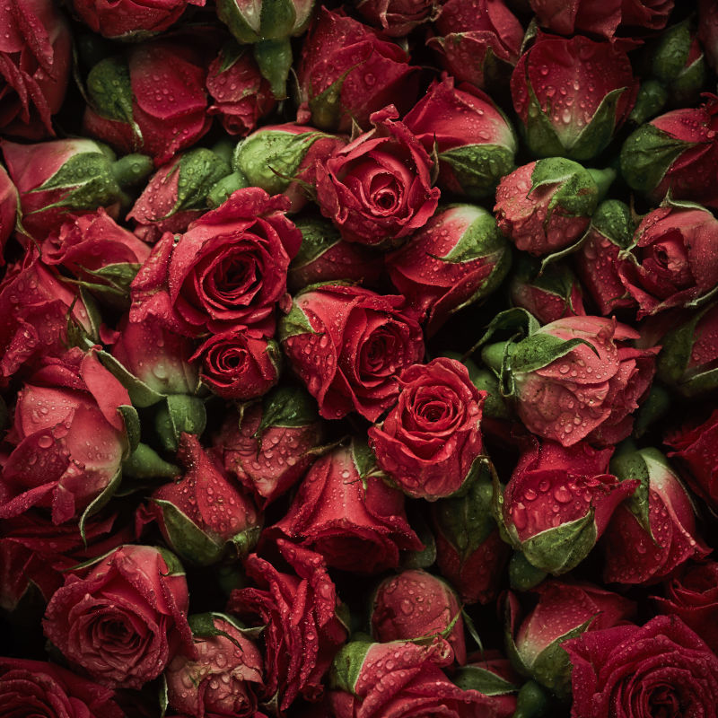 枯萎的红玫瑰