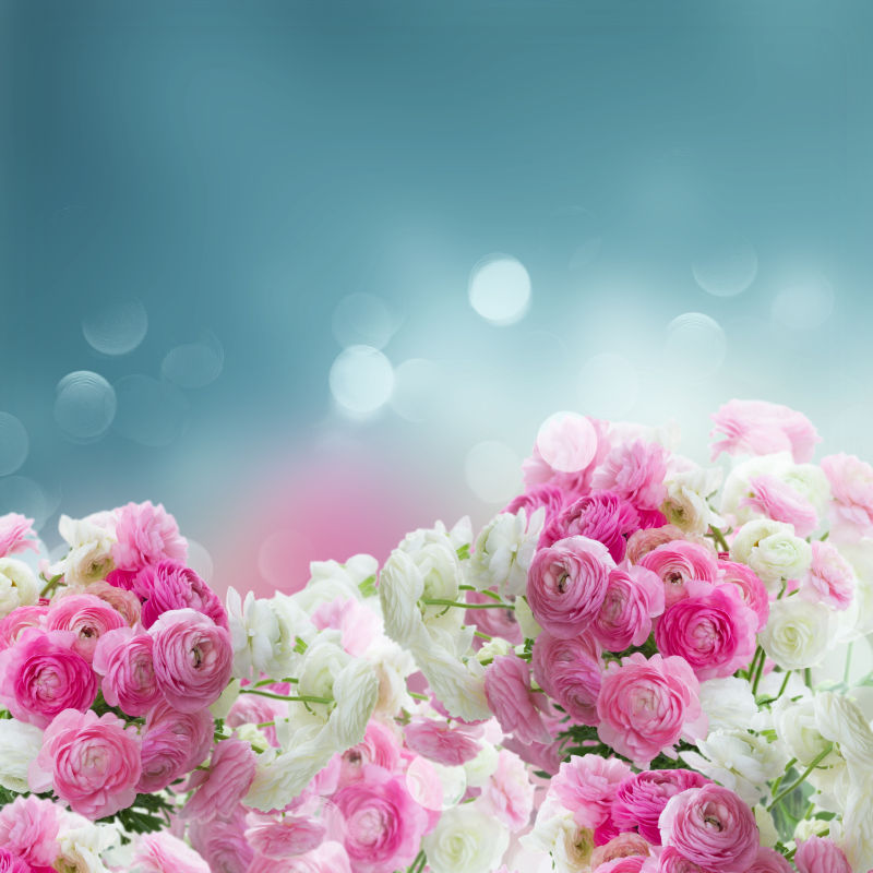 散景背景上粉色和白色的毛茛花