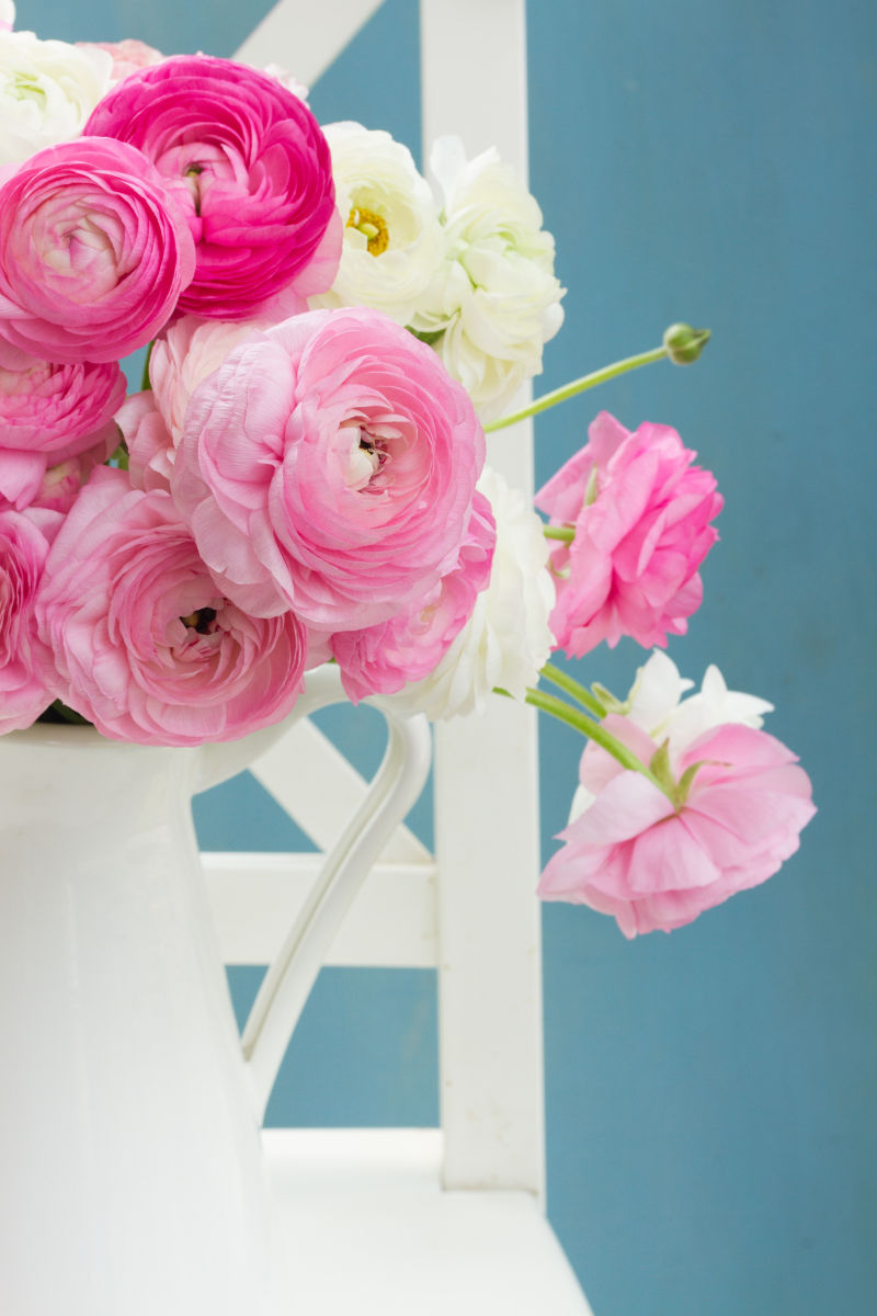 花瓶里的粉色和白色毛茛花