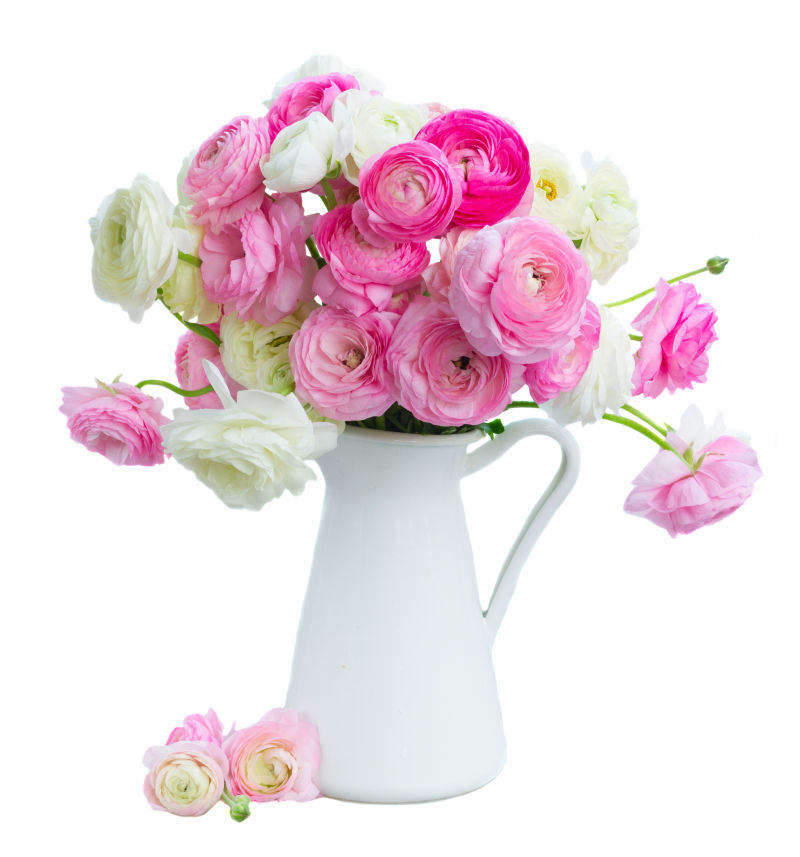 白色背景上插在花瓶里的毛茛花