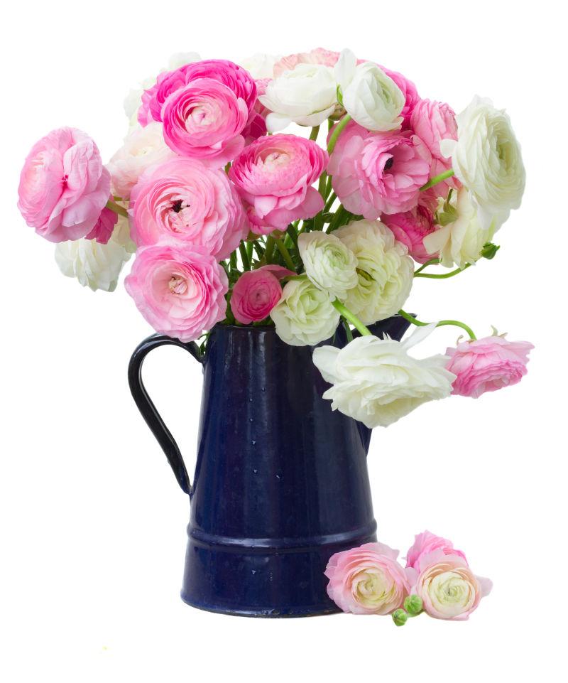 白色背景上插在水壶里的粉红和白色毛茛花