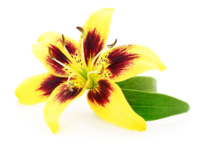 黄色的百合花