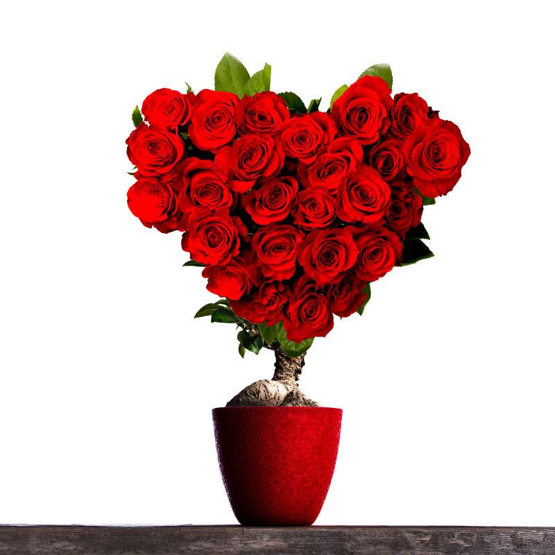 花盆里美丽的红玫瑰花束