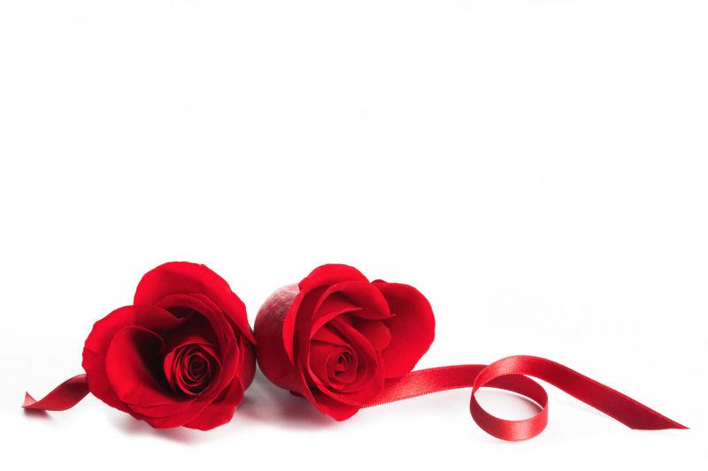 白色背景上的两朵红玫瑰