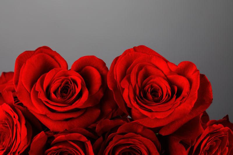 美丽的红色玫瑰花
