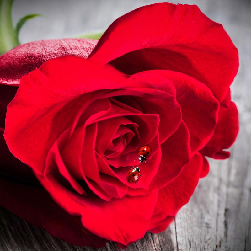 木板上的红色玫瑰