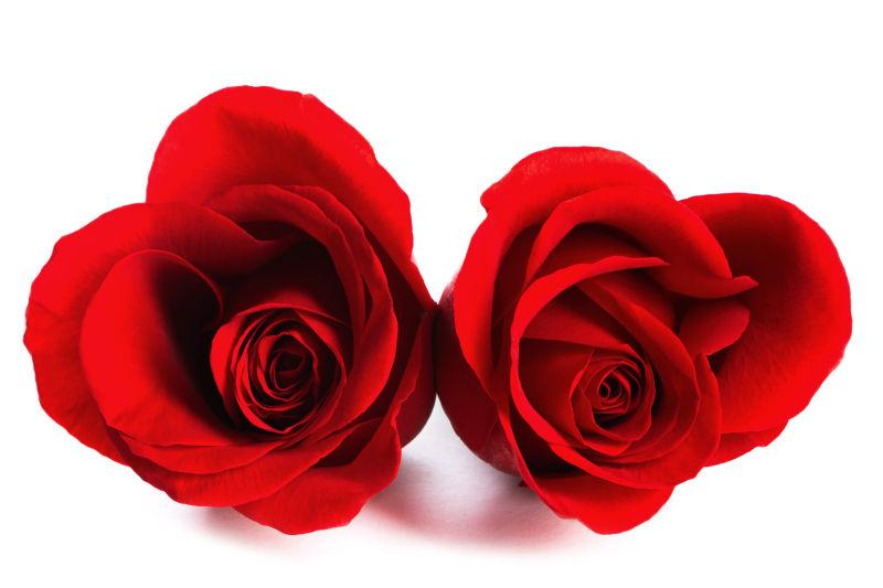 白色背景上的两朵红色玫瑰