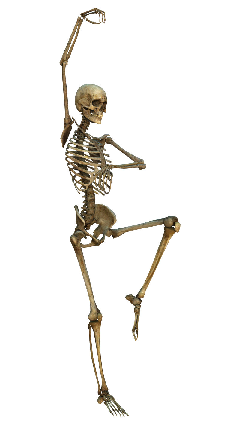 摆芭蕾舞姿势的人体骨骼