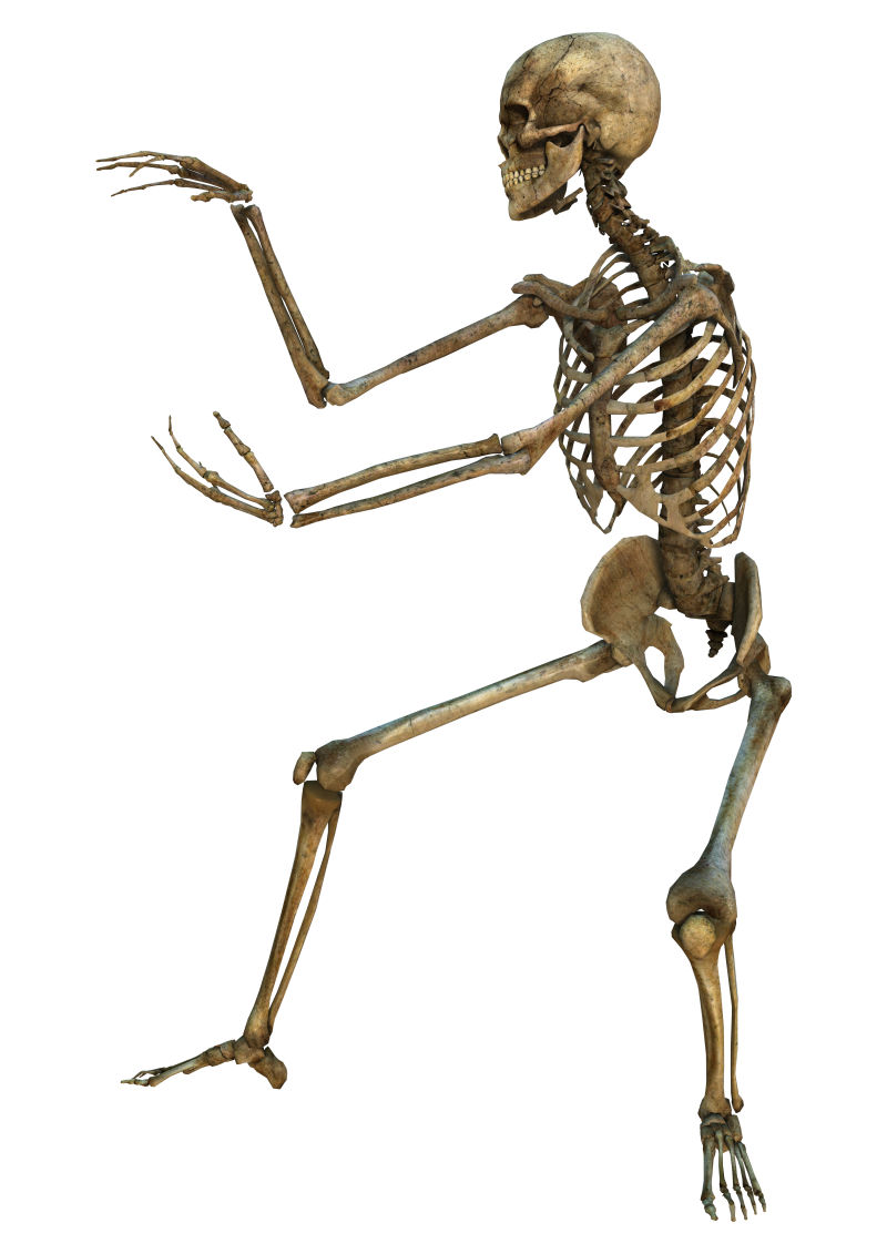 白色背景人体骨骼3d模型