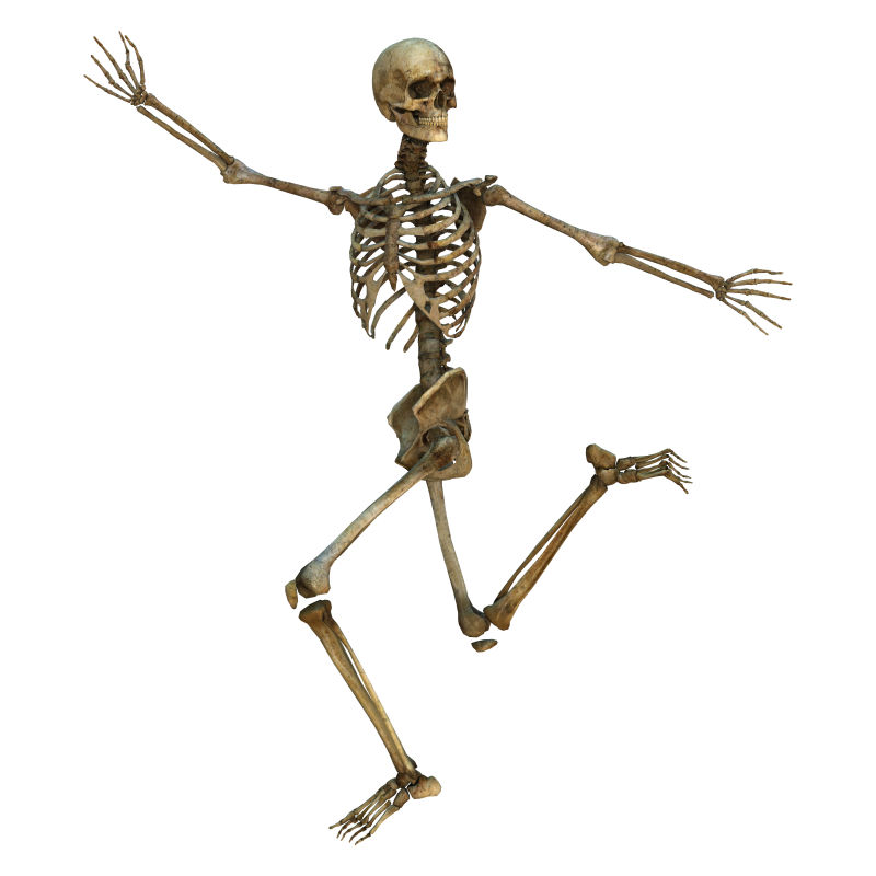 白色背景下的人体骨骼3D模型