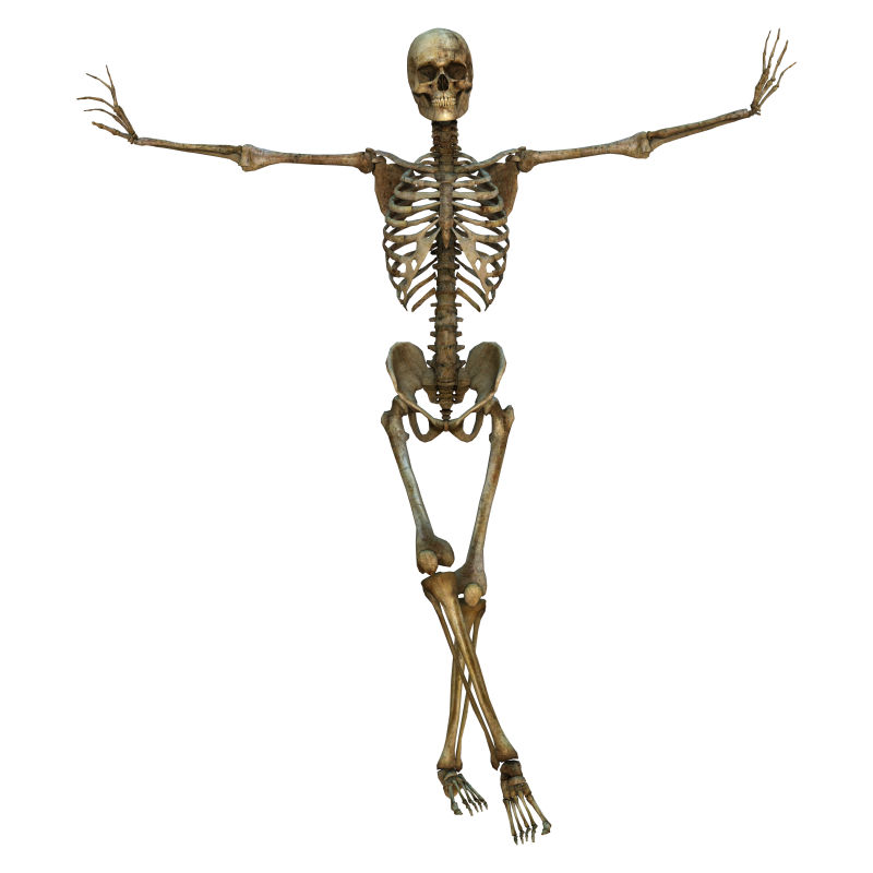 男性人体骨骼