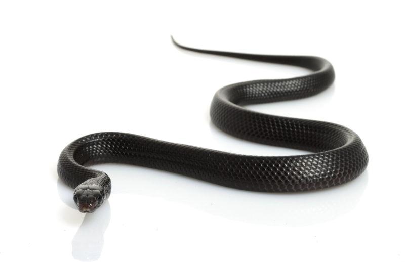 白色背景上的一条黑色小蛇