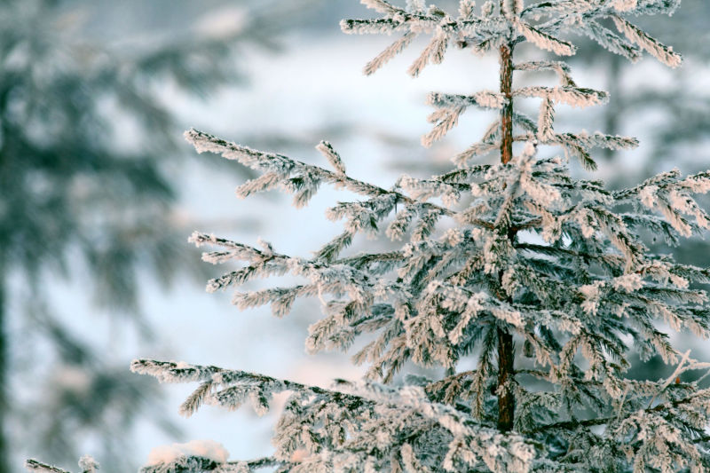 雪后的森林景观