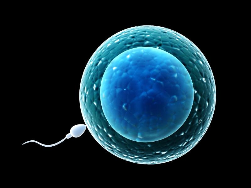 精子和胚珠