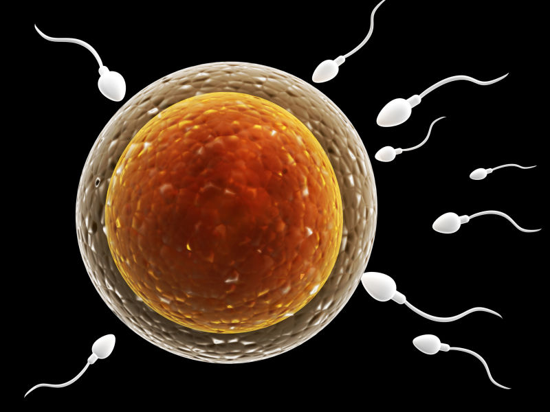 卵子壁外的精子群