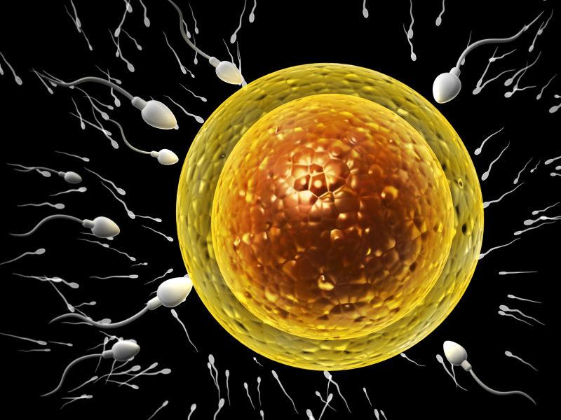 胚珠周围的精子