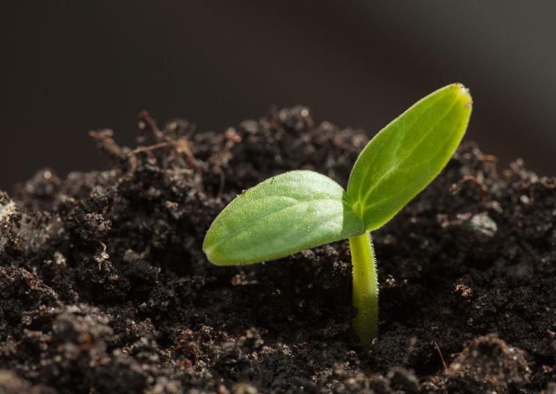 黑色背景下从土壤中发芽的黄瓜幼苗