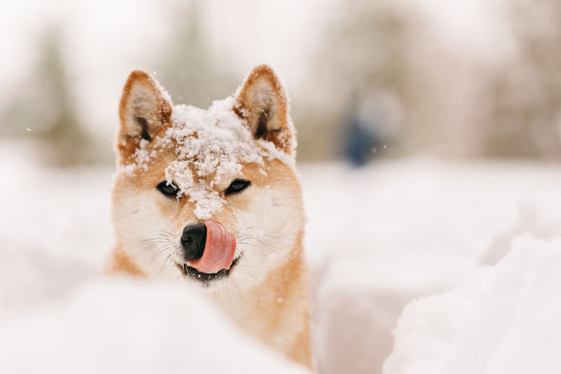 狗雪lofter图片