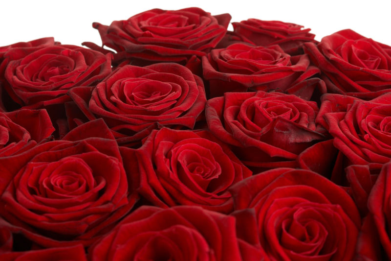 红色的玫瑰花朵
