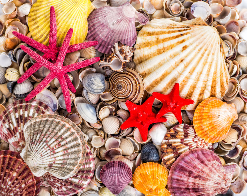 种类繁多的贝壳和美丽海星