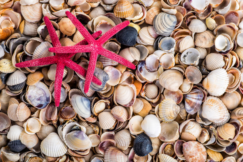 美丽的海星和各种贝壳