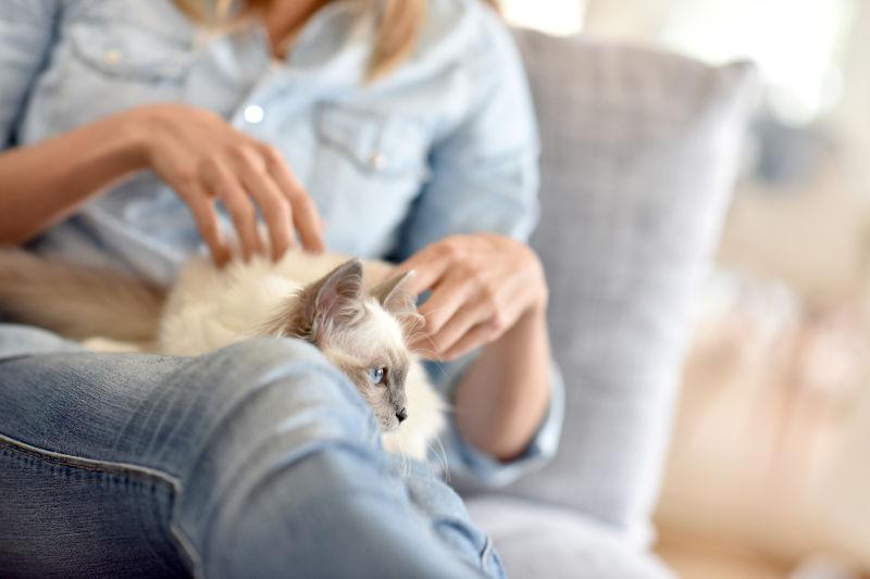 在女人腿上的小猫