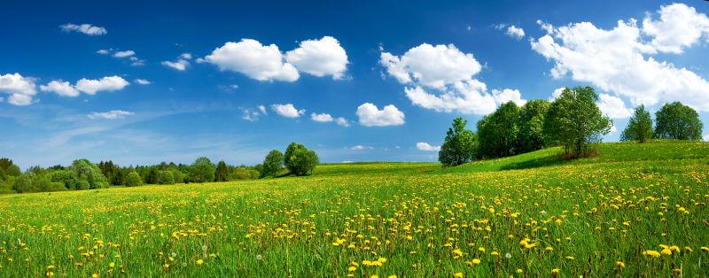 蓝天下美丽的绿色田野上的黄色蒲公英