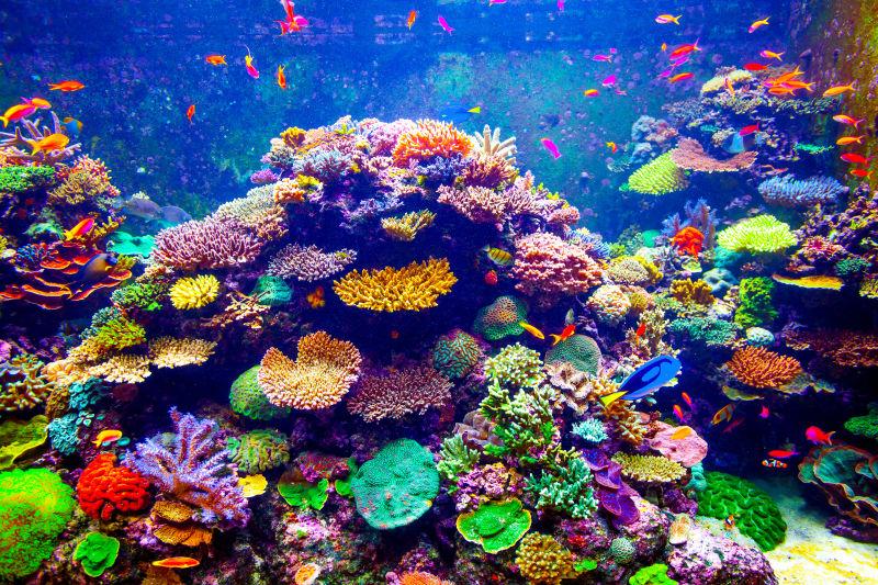 水族馆的珊瑚礁和热带鱼