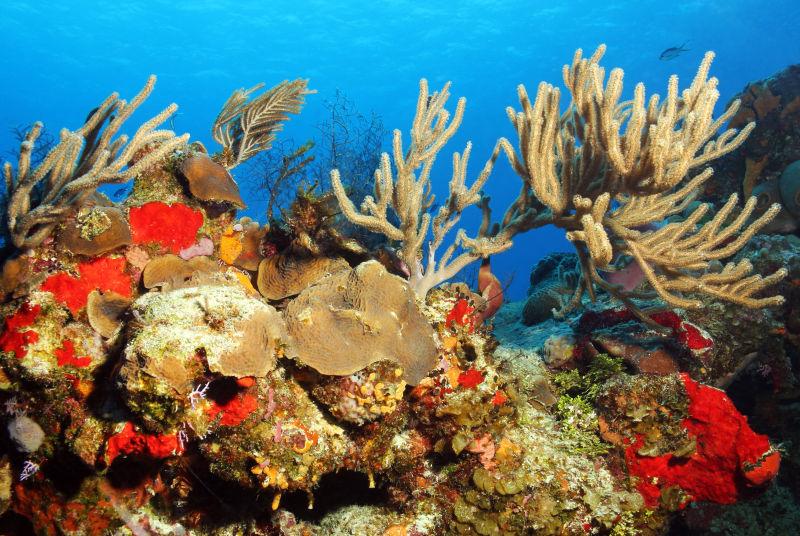 神奇的海底世界的彩色珊瑚