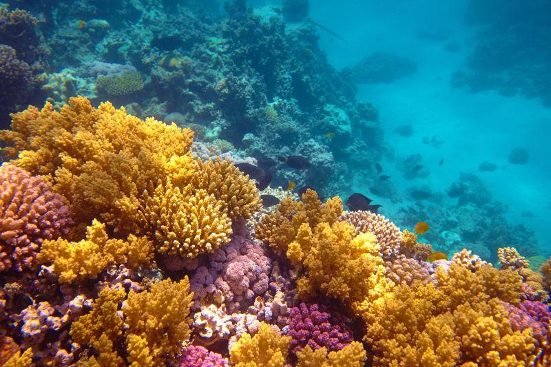 美丽的海底世界的珊瑚礁